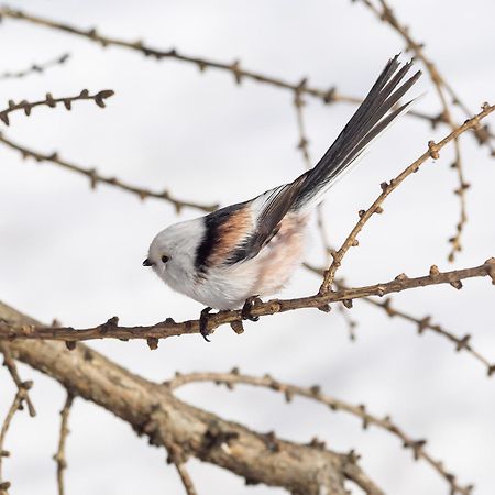 16 - Fulufjellets Nasjonalparker - Natur-, Dyre- Og Fugleopplevelser Ljordal Luaran gambar