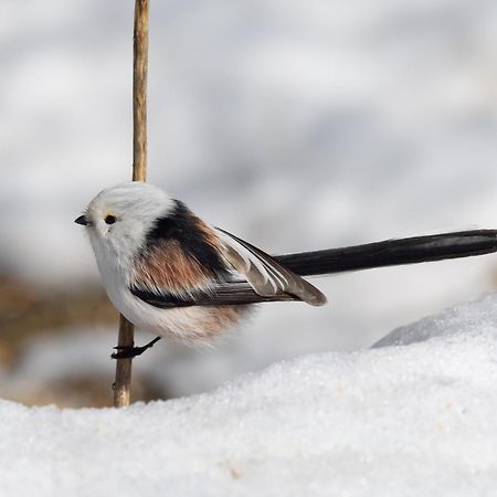 16 - Fulufjellets Nasjonalparker - Natur-, Dyre- Og Fugleopplevelser Ljordal Luaran gambar