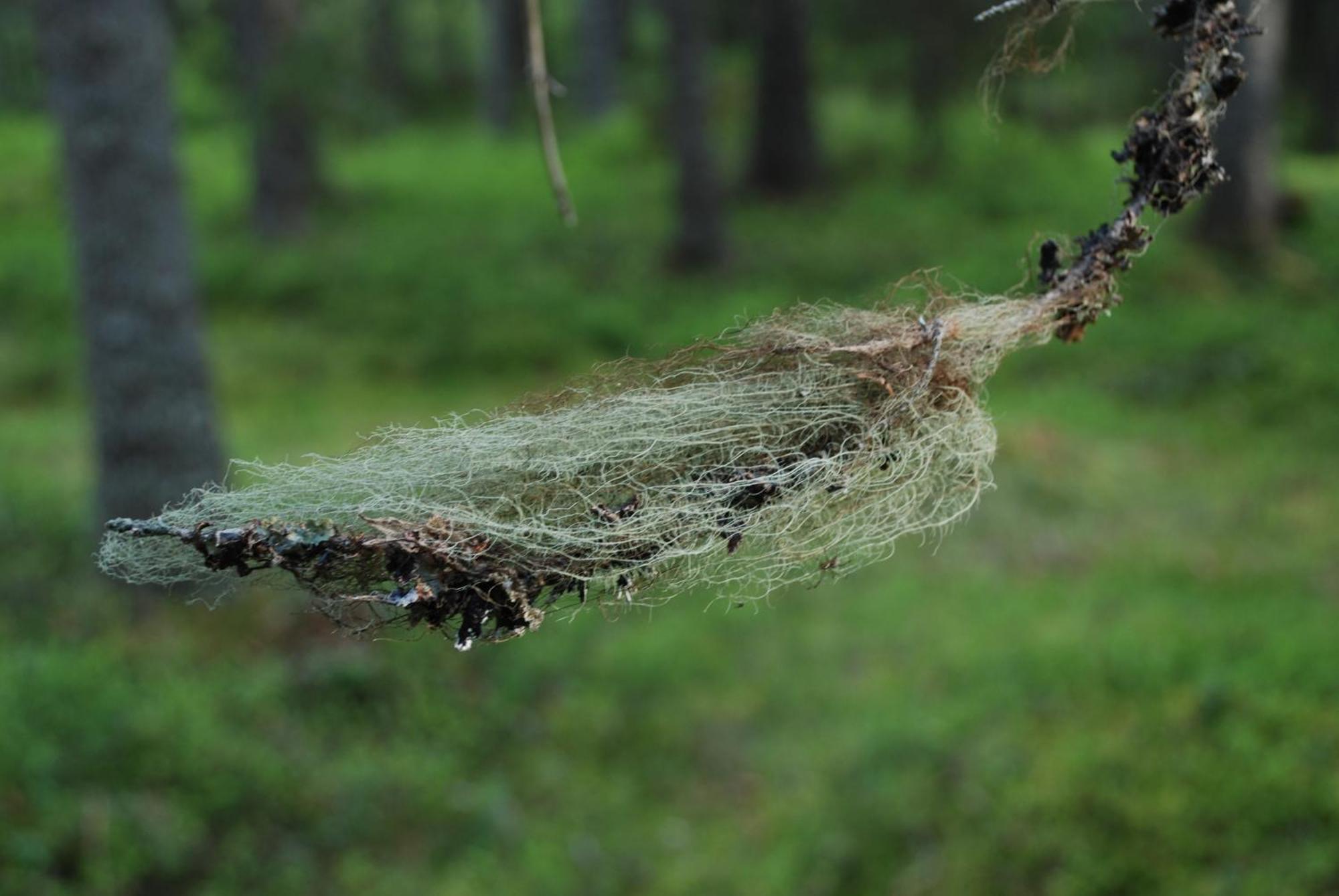 16 - Fulufjellets Nasjonalparker - Natur-, Dyre- Og Fugleopplevelser Ljordal Luaran gambar