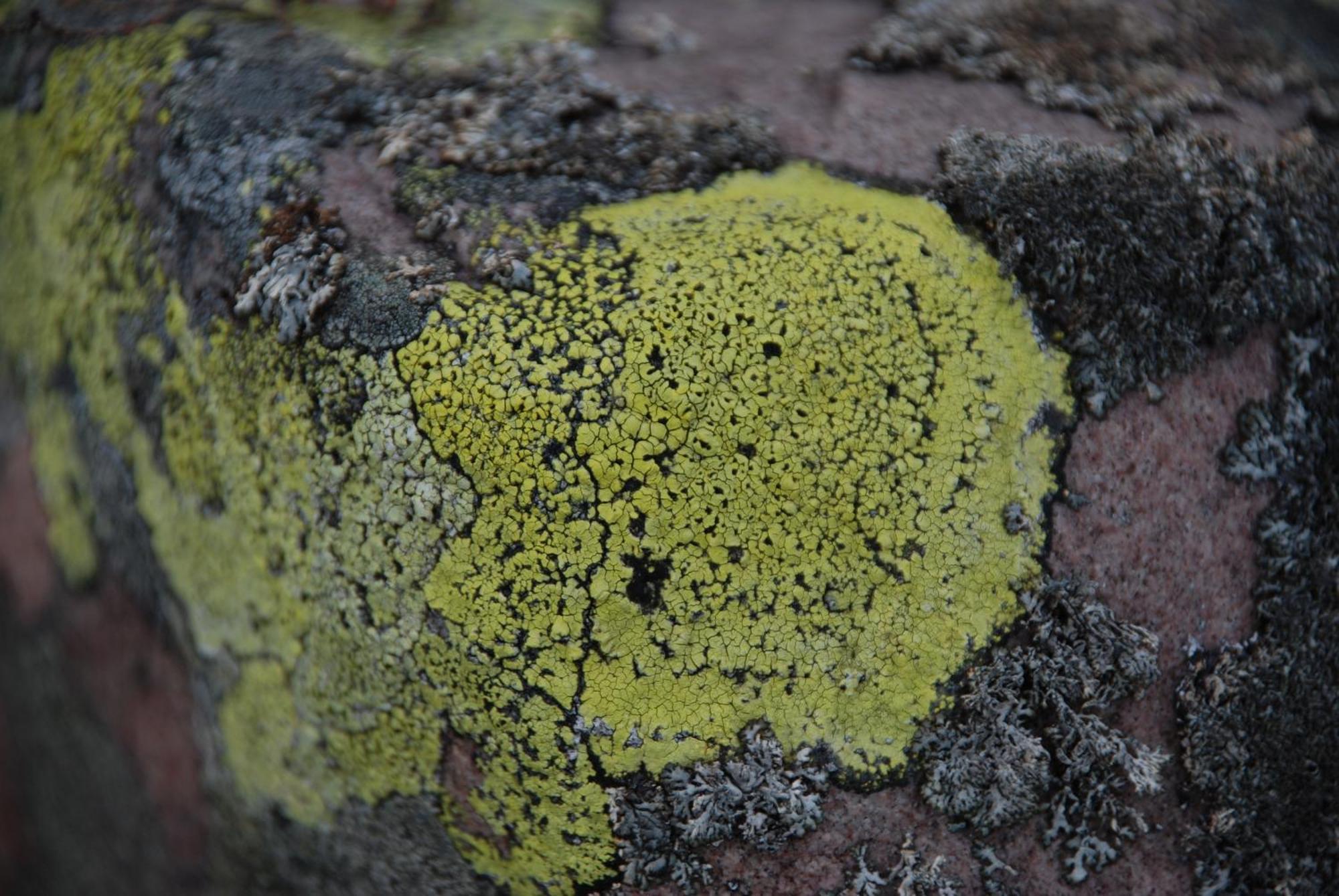 16 - Fulufjellets Nasjonalparker - Natur-, Dyre- Og Fugleopplevelser Ljordal Luaran gambar
