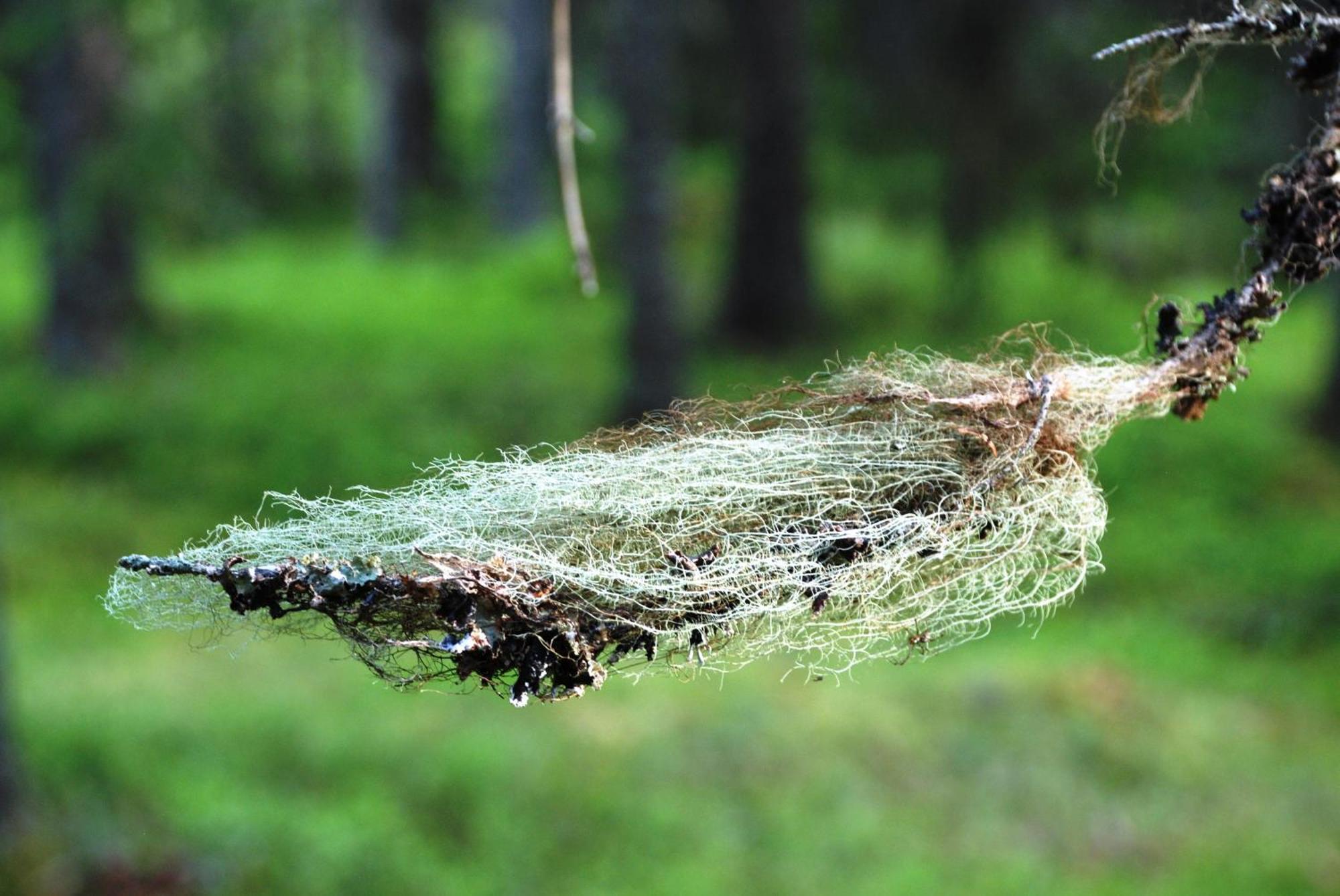 16 - Fulufjellets Nasjonalparker - Natur-, Dyre- Og Fugleopplevelser Ljordal Luaran gambar