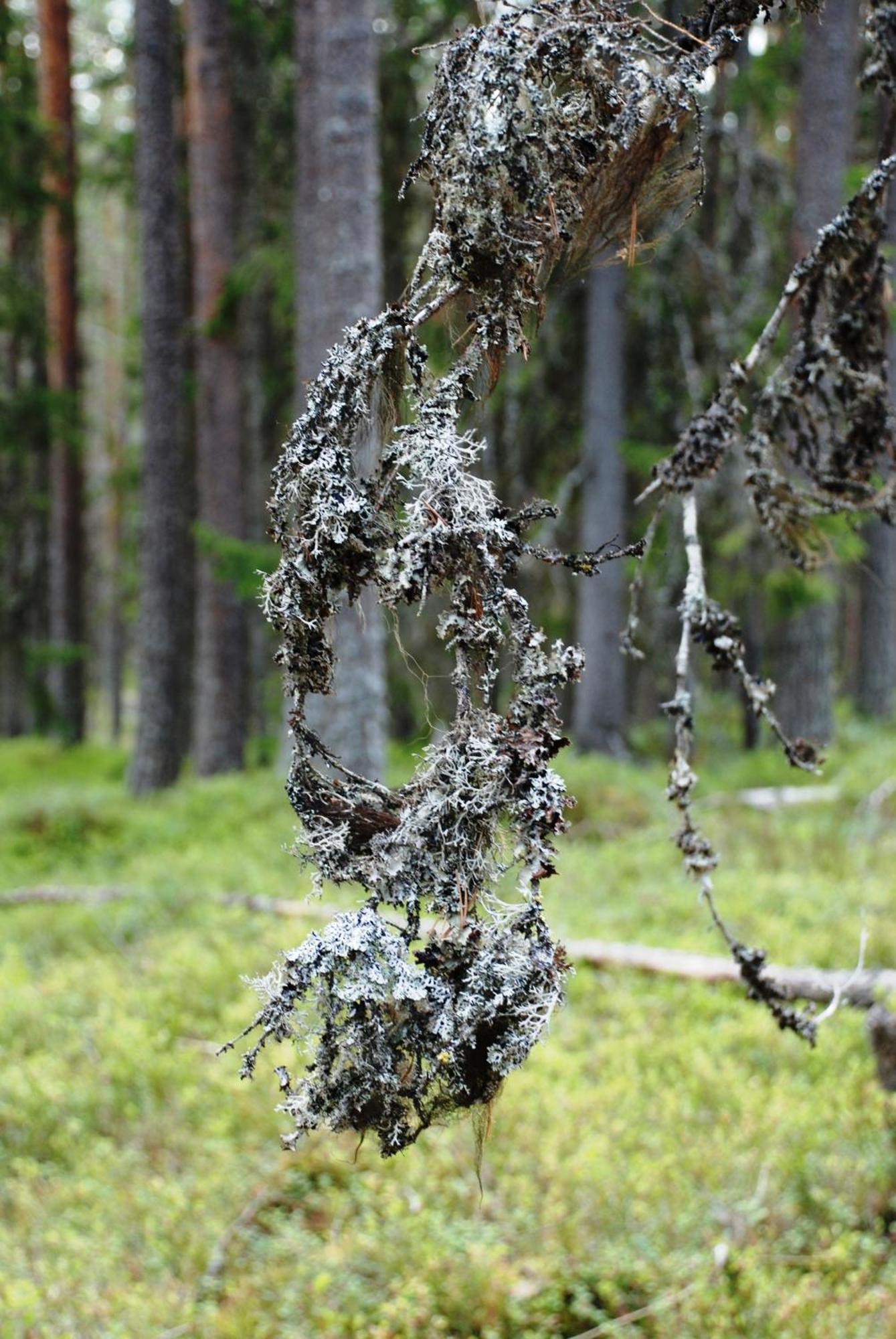 16 - Fulufjellets Nasjonalparker - Natur-, Dyre- Og Fugleopplevelser Ljordal Luaran gambar