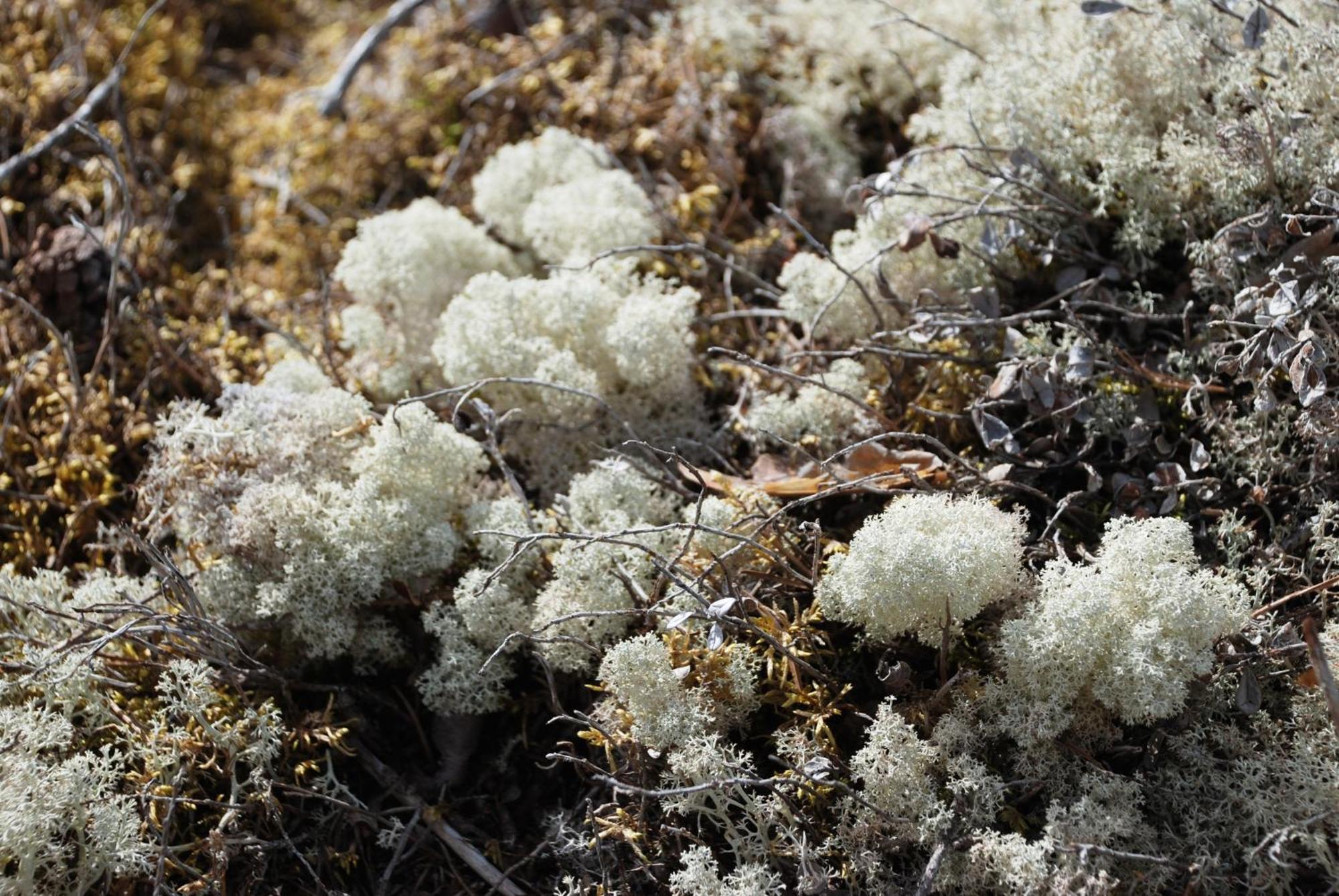16 - Fulufjellets Nasjonalparker - Natur-, Dyre- Og Fugleopplevelser Ljordal Luaran gambar