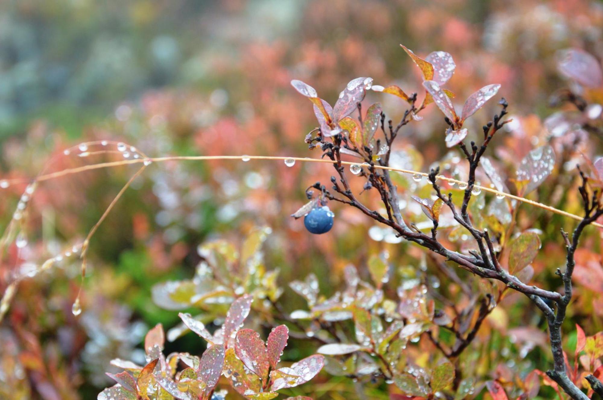 16 - Fulufjellets Nasjonalparker - Natur-, Dyre- Og Fugleopplevelser Ljordal Luaran gambar