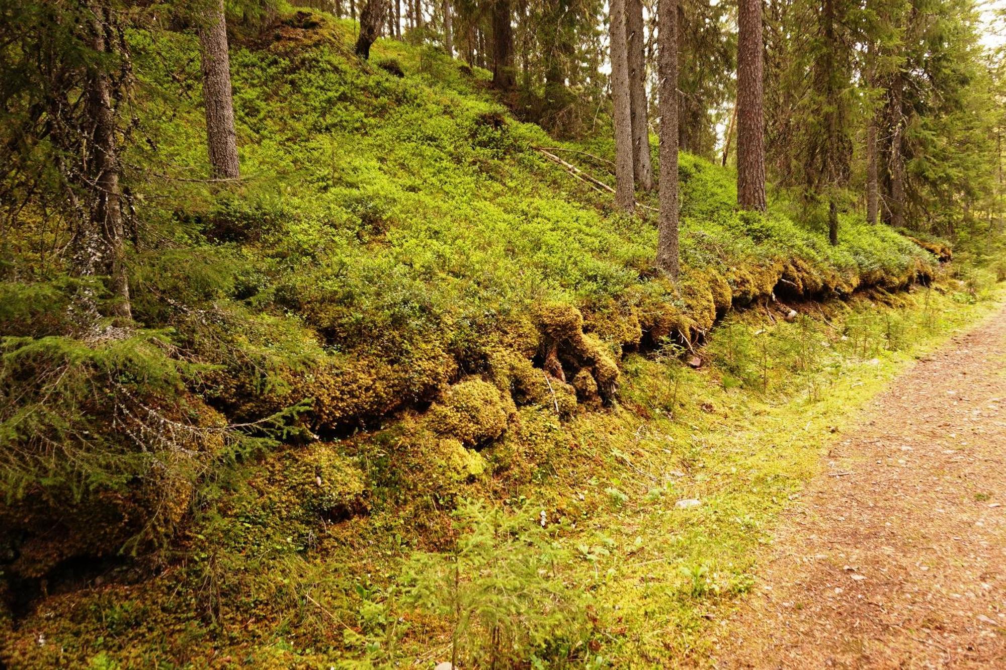 16 - Fulufjellets Nasjonalparker - Natur-, Dyre- Og Fugleopplevelser Ljordal Luaran gambar