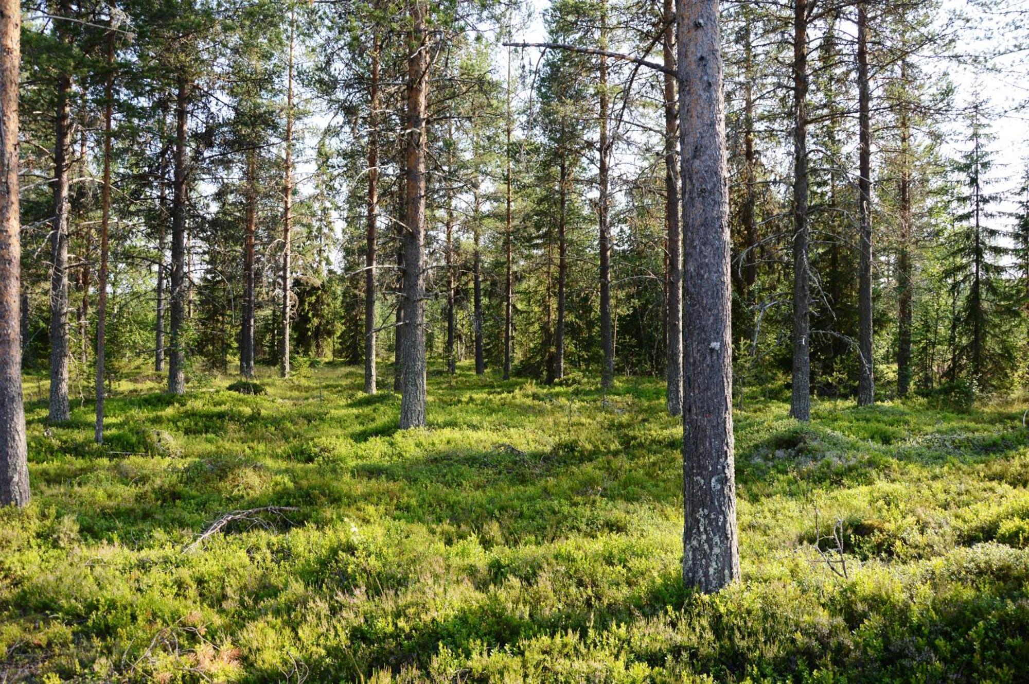 16 - Fulufjellets Nasjonalparker - Natur-, Dyre- Og Fugleopplevelser Ljordal Luaran gambar