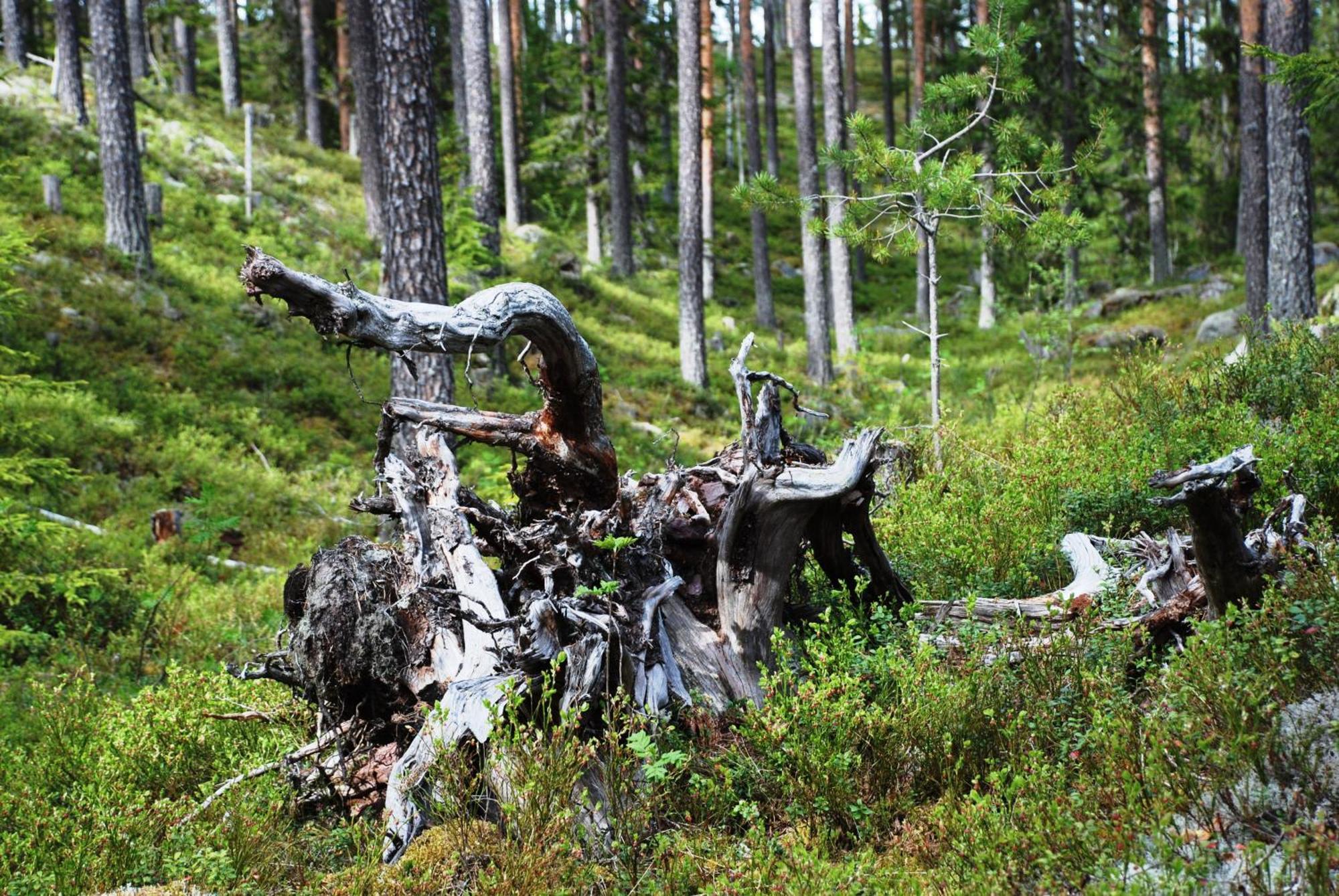 16 - Fulufjellets Nasjonalparker - Natur-, Dyre- Og Fugleopplevelser Ljordal Luaran gambar