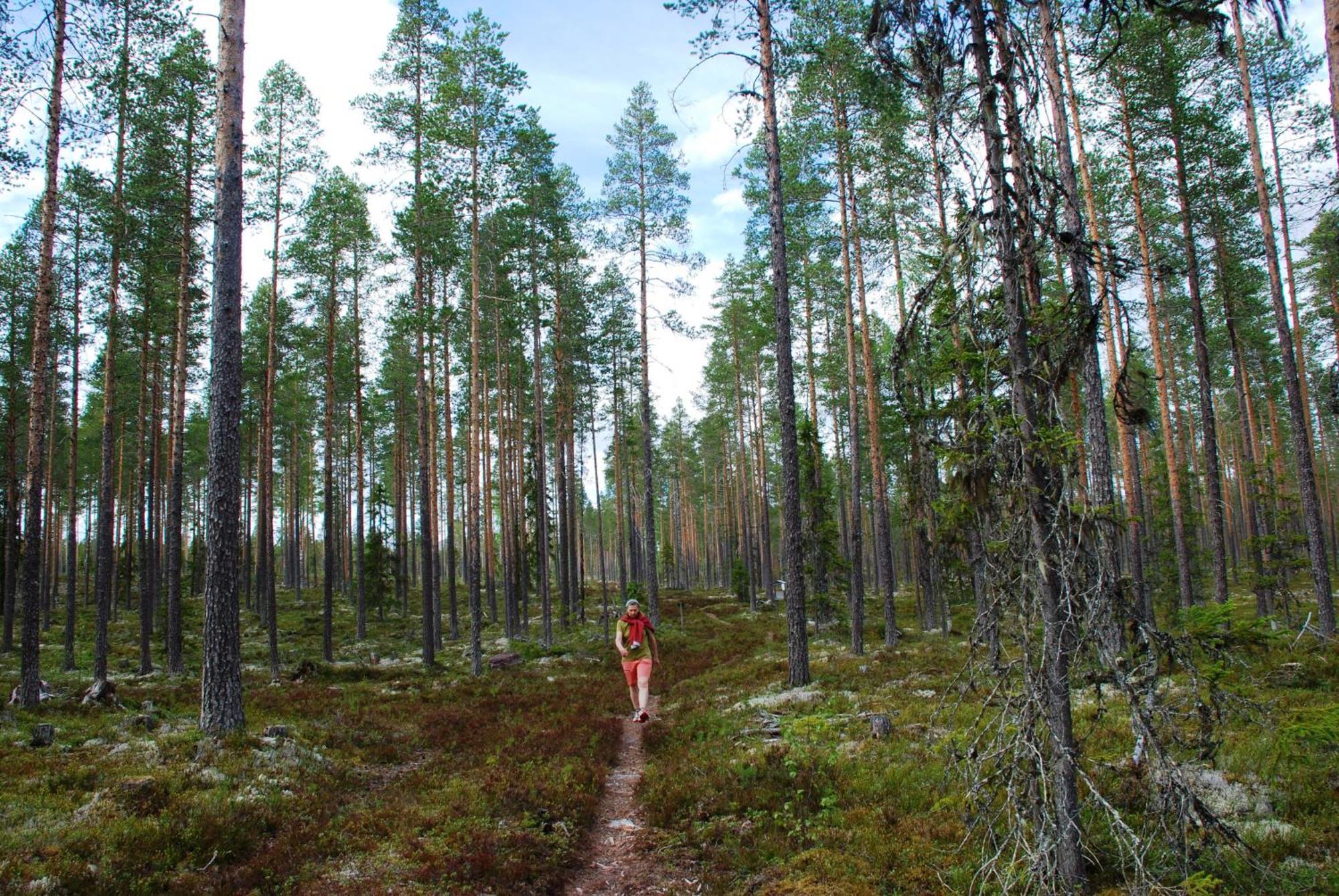 16 - Fulufjellets Nasjonalparker - Natur-, Dyre- Og Fugleopplevelser Ljordal Luaran gambar