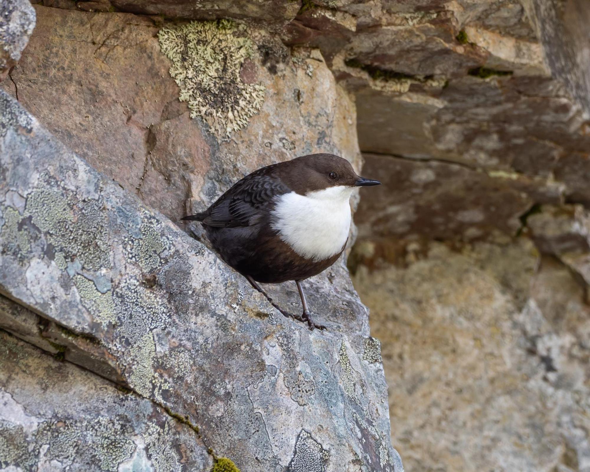 16 - Fulufjellets Nasjonalparker - Natur-, Dyre- Og Fugleopplevelser Ljordal Luaran gambar