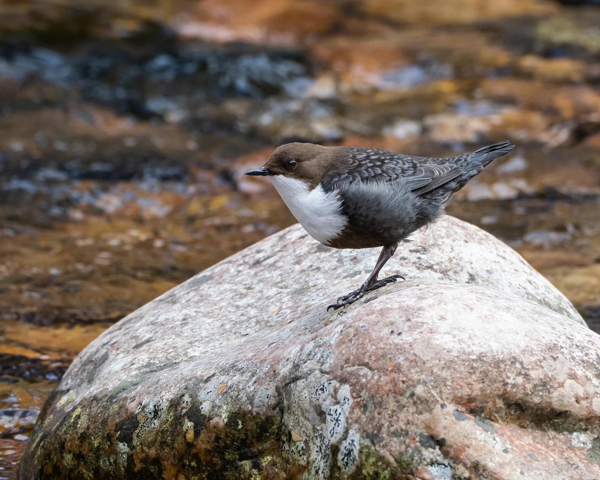 16 - Fulufjellets Nasjonalparker - Natur-, Dyre- Og Fugleopplevelser Ljordal Luaran gambar